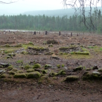 Proposed foraging forest.JPG