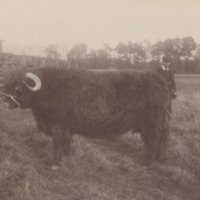 12-5-40_Cluny_Castle_prizewinning_bull.jpg